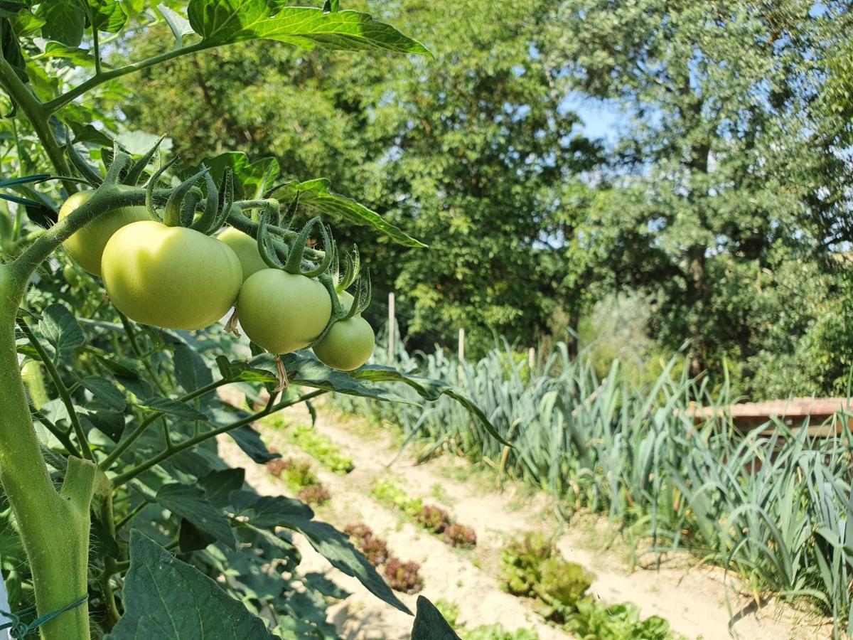 Agriturismo Il Burlino Apartments Lerma Luaran gambar